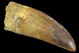 Large, Carcharodontosaurus Tooth - Composite Tip #89015-1